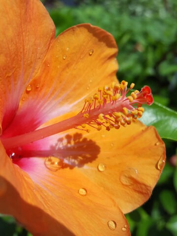 Hibiscus Orange Lagas Bush (h.rosa-sinensis)