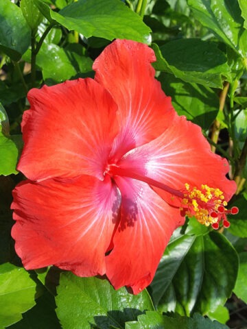 Hibiscus Alien Red Bush (h.rosa-sinensis)