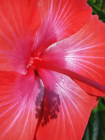 Alternative view of Hibiscus Alien Red Bush (h.rosa-sinensis)