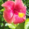Hibiscus Red/Yellow Bush (h.rosa-sinensis)