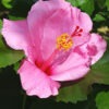 Hibiscus Seminole Bush (h.rosa-sinensis)