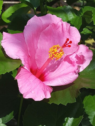 Hibiscus Seminole Bush (h.rosa-sinensis)