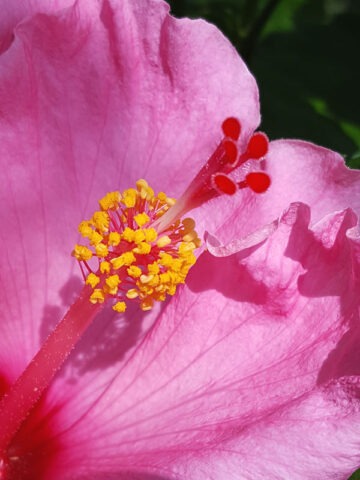 Alternative view of Hibiscus Seminole Bush (h.rosa-sinensis)