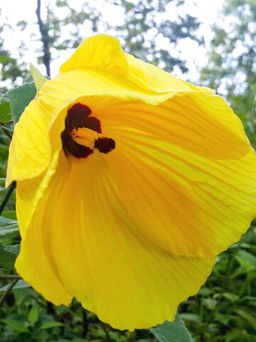 Huge Tropical Hibiscus Shrub (tiliaceus mahoe) - Image 4