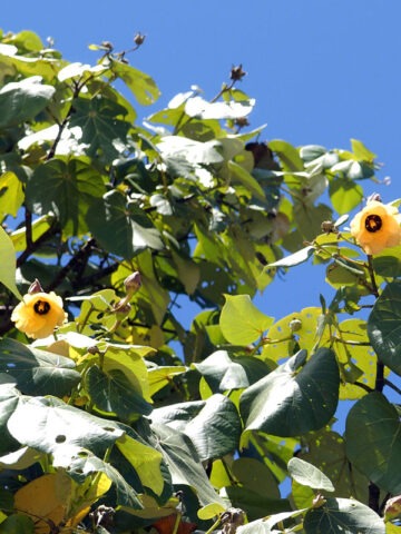 Huge Tropical Hibiscus Shrub (tiliaceus mahoe) - Image 3