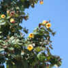 Huge Tropical Hibiscus Shrub (tiliaceus mahoe)