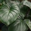 Lg. Rubescens Jade Red Stem Elephant Ear Plant (homalomena)
