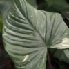 Lg. Rubescens Variegatata Elephant Ear Plant (homalomena)