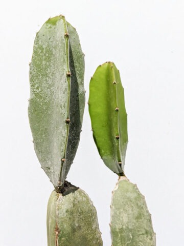 Bronxensis Blue Cactus (hylocereus bronxensis)