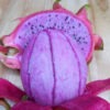 Dark Star Dragon Fruit Cactus (hylocereus guatemalensis x undetus)