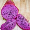 9-S Dragon Fruit Cactus (hylocereus polyrhizus)