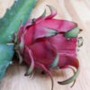 Orejona Dragon Fruit Cactus (hylocereus polyrhizus)