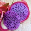 Sweet Pink Dragon Fruit Cactus (hylocereus polyrhizus)