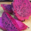 Zamorano Dragon Fruit Cactus (hylocereus polyrhizus)
