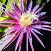 Bruni Green Dragon Fruit Cactus (hylocereus stenopterus)