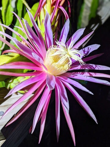 Bruni Green Dragon Fruit Cactus (hylocereus stenopterus)