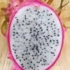 Seoul Kitchen Dragon Fruit Cactus (hylocereus undetus)