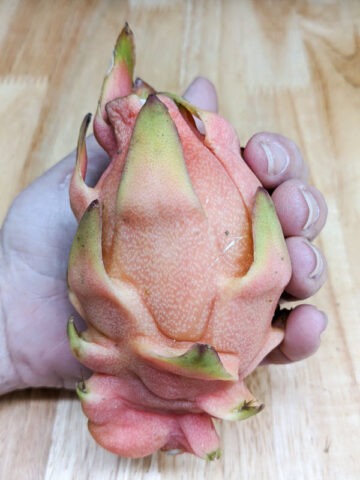 Alternative view of Yellow Tail Thai Dragon Fruit Cactus (hylocereus undetus X megalanthus)