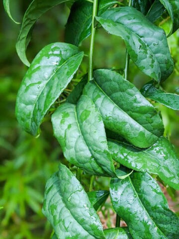 Alternative view of Lg. Amazonian Tea Bush (ilex guayusa)