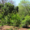 Lg. Yerba Mate Tea Bush (ilex paraguariensis)