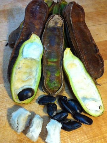Lg. Ice Cream Bean Tree (inga edulis)