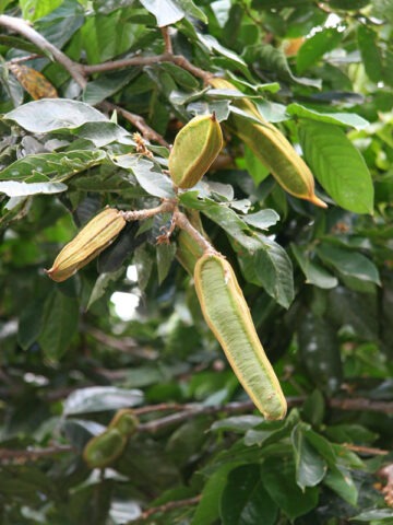 Alternative view of Lg. Ice Cream Bean Tree (inga edulis)