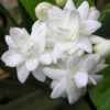 TEA TIME – Maid of Orleans Jasmine Plant (jasminum sambac)