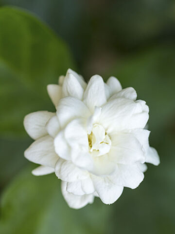 Alternative view of TEA TIME – Maid of Orleans Jasmine Plant (jasminum sambac)