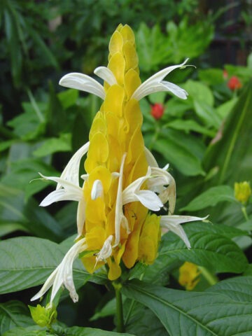 Yellow Shrimp Plant (pachystachys lutea)