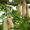 Lg. Tropical Sausage Tree (kigelia africana)