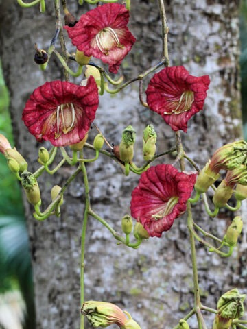 Alternative view of Lg. Tropical Sausage Tree (kigelia africana)