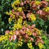 Lg. Golden Rain Tree (koelreuteria paniculata)