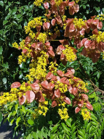 Lg. Golden Rain Tree (koelreuteria paniculata)