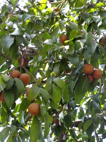 Lg. Sapodilla Fruit Tree (manilkara zapota)