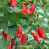 Lg. Red Turks Cap Shrub (malvaviscus arboreus)