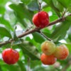 Lg. Acerola Cherry Tree (malpighia glabra)