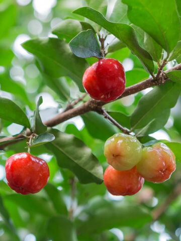 Lg. Acerola Cherry Tree (malpighia glabra)