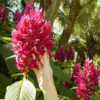 Lg. Brazilian Red-Cloak Plant (megaskepasma erythrochlamys)