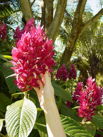 Lg. Brazilian Red-Cloak Plant (megaskepasma erythrochlamys)