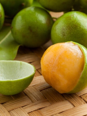 Alternative view of Lg. Spanish Lime Fruit Tree (melicoccus bijugatus)