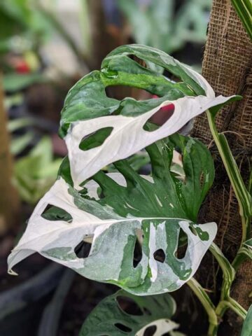 Alternative view of Checkout Special, Monstera Adansonii Albovariegata, limit 1
