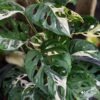 Checkout Special, Monstera Adansonii Albovariegata, limit 1
