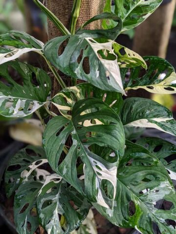 Checkout Special, Monstera Adansonii Albovariegata, limit 1