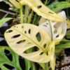 Monstera Adansonii Archipelago Plant