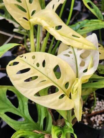 Monstera Adansonii Archipelago Plant