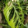 Monstera Adansonii Blanchetii Plant