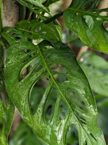 Alternative view of Monstera Adansonii Blanchetii Plant