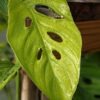 Monstera Adansonii Basse-Terre Guadeloupe Plant