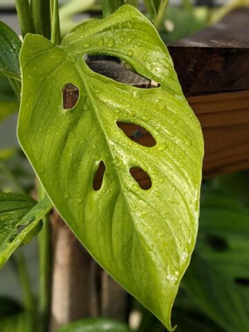 Monstera Adansonii Basse-Terre Guadeloupe Plant