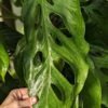 Monstera Acacoyaguensis Fairchild Plant